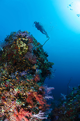 포토 JPG 해외이미지 라이프스타일 바다 여행 자연 휴가 어류 한명 풍경 야외 여름 산호 암초 해외202004 해외202105 해외포토 1 계절 사람 생활 수중동물 자포동물 생태계 파일형식