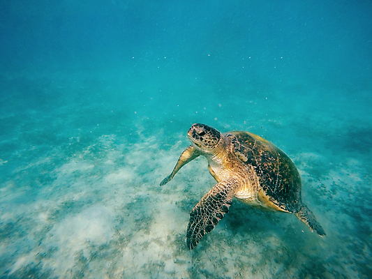포토 JPG 해외이미지 바다 섬 파충류 자연 휴가 성인 사람없음 환경 껍질 스노클링 산호 거북이 암초 멸종 해외202004 해외202105 해외포토 동물 사람 수상스포츠 자포동물 생태계 파일형식
