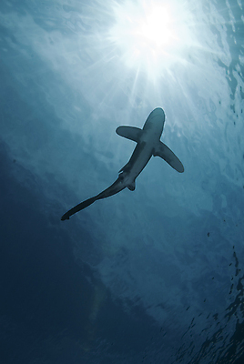 포토 JPG 해외이미지 한마리 바다 사람없음 바닷속 상어 멸종 해외202004 해외202105 해외포토 1 어류 수중 파일형식