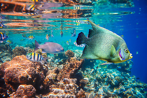 포토 JPG 해외이미지 식물 바다 자연 어류 한명 환경 바닷속 산호 암초 촉수 몰디브 멀티 해외202004 해외202105 해외포토 1 아시아 사람 수중 수중동물 자포동물 생태계 파일형식