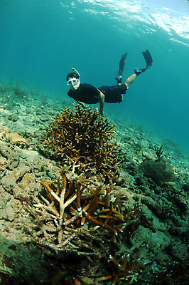 포토 JPG 해외이미지 바다 휴가 고글 한명 스노클링 산호 암초 대서양 성인남자만 해외202004 해외202105 해외포토 1 사람 수상스포츠 자포동물 남자만 성인만 파일형식