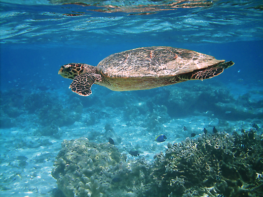 포토 JPG 해외이미지 바다 사람없음 바닷속 수영 산호 바다거북 해외202004 해외202105 해외포토 수중 수상스포츠 자포동물 거북이 파일형식