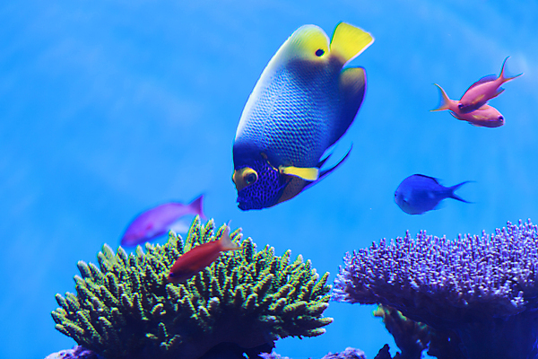 포토 JPG 해외이미지 바다 자연 어류 사람없음 바닷속 산호 몰디브 해외202004 해외202105 해외포토 아시아 수중 수중동물 자포동물 생태계 파일형식