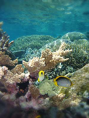 포토 JPG 해외이미지 바다 두마리 사람없음 바닷속 산호 열대어 해외202004 해외202105 해외포토 2 어류 수중 자포동물 파일형식