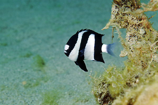 포토 JPG 해외이미지 한마리 바다 사람없음 아웃포커스 바닷속 열대어 해외202004 해외202105 해외포토 1 촬영기법 어류 수중 파일형식