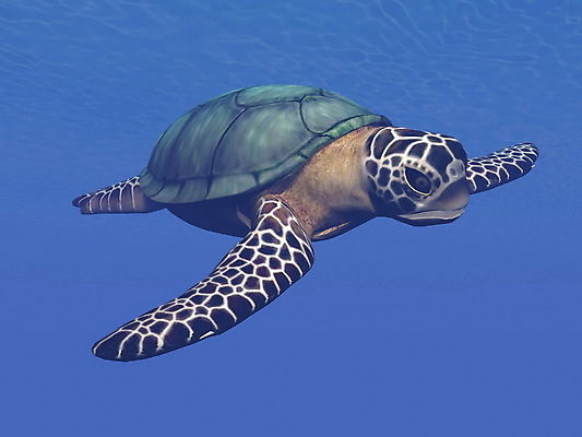 포토 JPG 해외이미지 한마리 바다 사람없음 3D 바닷속 바다거북 해외202004 해외202105 해외포토 1 수중 거북이 디지털합성 파일형식