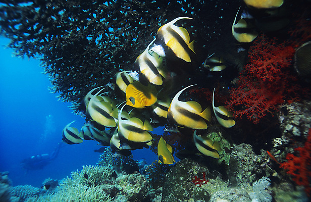 포토 JPG 해외이미지 바다 여러마리 사람없음 바닷속 산호 열대어 숨기 물고기떼 해외202004 해외202105 해외포토 다수 모션 어류 수중 자포동물 파일형식