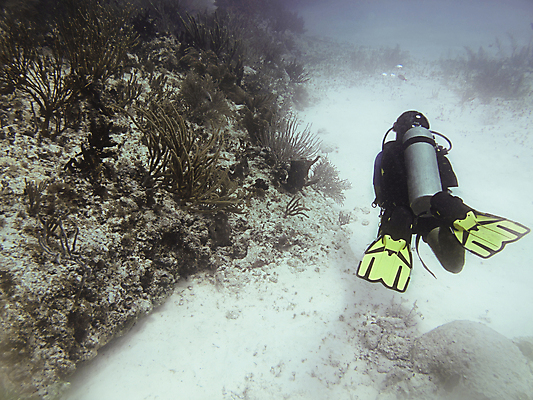 포토 JPG 해외이미지 바다 어류 풍경 사람없음 환경 산호 소금 암초 대서양 해외202004 해외202105 해외포토 수중동물 자포동물 파일형식
