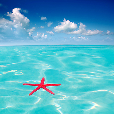 포토 JPG 해외이미지 별 모래 바다 섬 불가사리 어류 사람없음 야외 햇빛 껍질 마야 해외202004 해외202105 해외포토 자연요소 극피동물 태양 수중동물 마야문명 파일형식