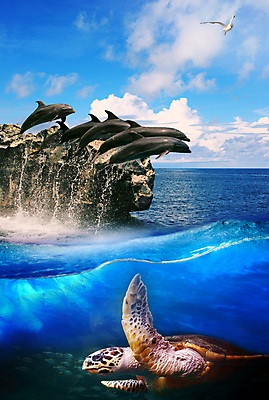 포토 JPG 해외이미지 바다 섬 자연 갈매기 조류 국립공원 사람없음 점프 황무지 거북이 돌고래 해외202004 해외202105 해외포토 동물 공원 포유류 파충류 모션 수중동물 생태계 파일형식