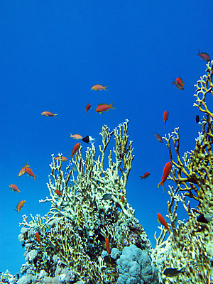 포토 JPG 해외이미지 바다 여러마리 어류 사람없음 바닷속 산호 산호초 해외202004 해외202105 해외포토 다수 수중 수중동물 수중식물 자포동물 파일형식