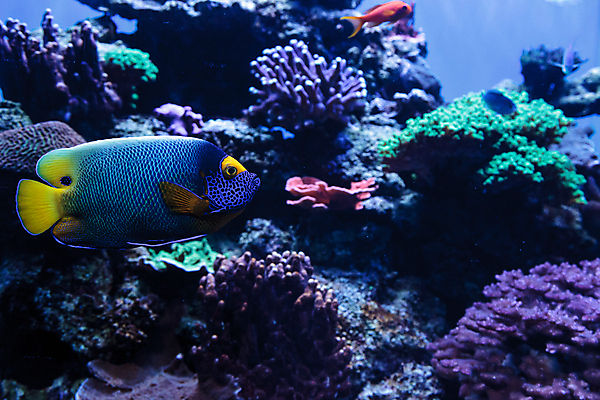 포토 JPG 해외이미지 한마리 바다 사람없음 바닷속 산호 열대어 해외202004 해외202105 해외포토 1 어류 수중 자포동물 파일형식