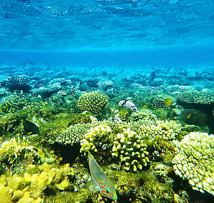 포토 JPG 해외이미지 바다 자연 어류 사람없음 바닷속 산호 해외202004 해외202105 해외포토 수중 수중동물 자포동물 생태계 파일형식