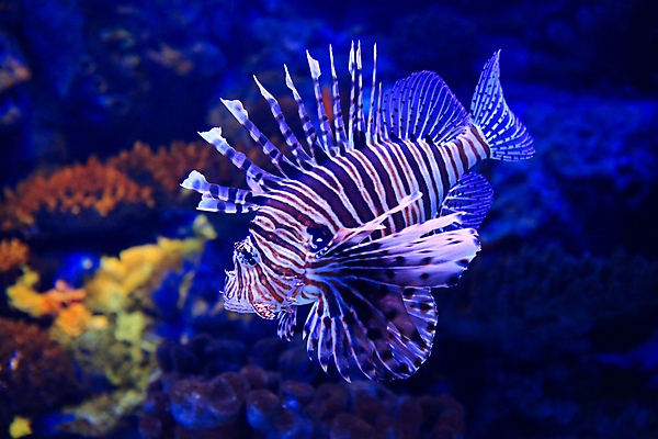 포토 JPG 해외이미지 한마리 바다 사람없음 아웃포커스 바닷속 산호 해외202004 해외202105 해외포토 1 촬영기법 수중 자포동물 파일형식