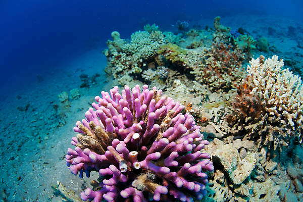 포토 JPG 해외이미지 바다 사람없음 바닷속 산호 산호초 해외202004 해외202105 해외포토 수중 수중식물 자포동물 파일형식