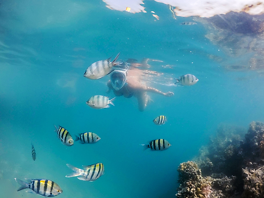 포토 JPG 해외이미지 바다 자연 휴가 어류 한명 사람 풍경 바닷속 스노클링 산호 암초 해외202004 해외202105 해외포토 1 수중 수중동물 수상스포츠 자포동물 생태계 파일형식