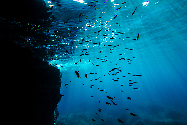 포토 JPG 해외이미지 바다 어류 풍경 사람없음 빛 바닷속 암초 해외202004 해외202105 해외포토 수중 수중동물 파일형식