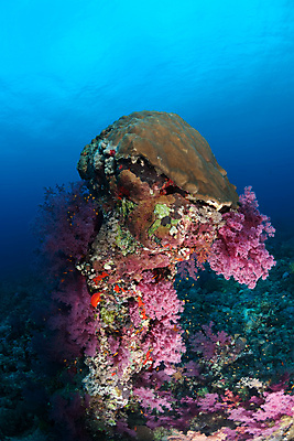 포토 JPG 해외이미지 바다 사람없음 바닷속 산호 산호초 해외202004 해외202105 해외포토 수중 수중식물 자포동물 파일형식