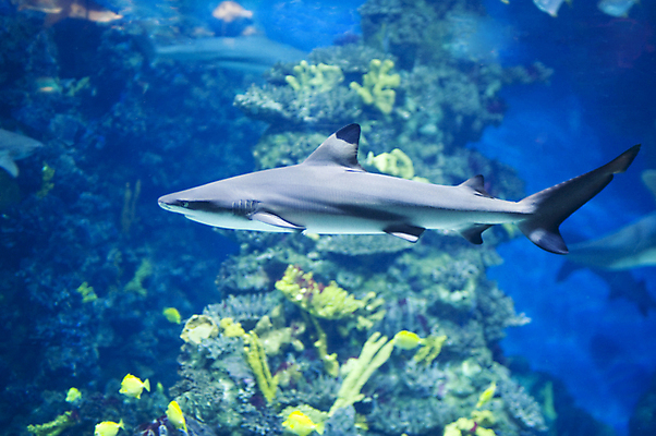 포토 JPG 해외이미지 바다 자연 어류 사람없음 바닷속 산호 상어 암초 해외202004 해외202105 해외포토 수중 수중동물 자포동물 생태계 파일형식