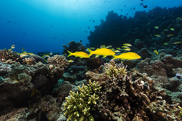 포토 JPG 해외이미지 식물 모래 바다 자연 어류 풍경 사람없음 햇빛 태양 바닷속 산호 암초 해외202004 해외202105 해외포토 자연요소 수중 수중동물 자포동물 생태계 파일형식