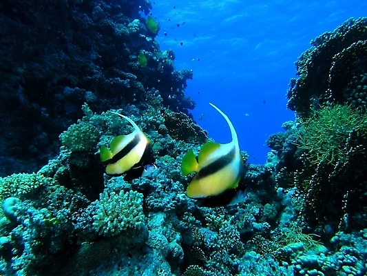 포토 JPG 해외이미지 자연 어류 사람없음 바닷속 산호 암초 해외202004 해외202105 해외포토 수중 수중동물 자포동물 생태계 파일형식