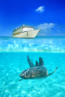 포토 JPG 해외이미지 구름 모래 바다 여행 교통시설 휴가 항해 어류 풍경 사람없음 스노클링 크루즈 상어 해외202004 해외202105 해외포토 자연요소 교통 배_교통 수중동물 수상스포츠 시설 파일형식