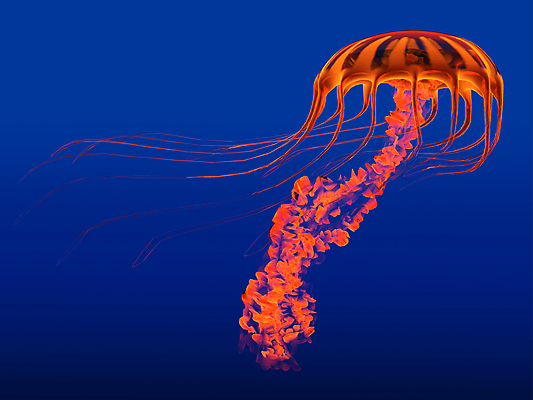 포토 JPG 해외이미지 바다 자연 사람없음 바닷속 해파리 해외202004 해외202105 해외포토 수중 자포동물 생태계 파일형식