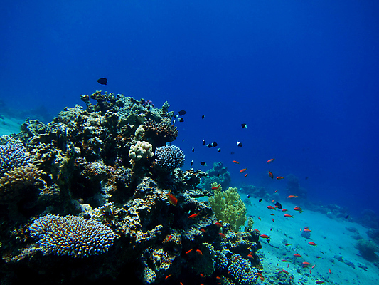 포토 JPG 해외이미지 바다 여러마리 사람없음 바닷속 산호 열대어 물고기떼 해외202004 해외202105 해외포토 다수 어류 수중 자포동물 파일형식