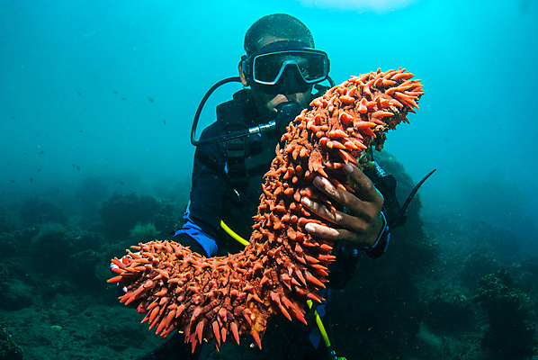 포토 JPG 해외이미지 바다 자연 오이 어류 한명 환경 강사 바닷속 잡기 가르침 스노클링 산호 쇼 암초 보여주기 촉수 해외202004 해외202105 해외포토 직업 1 교육 채소 모션 사람 수중 수중동물 수상스포츠 자포동물 생태계 파일형식