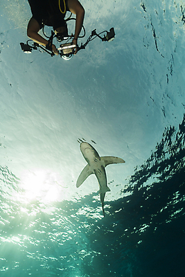 포토 JPG 해외이미지 바다 자연 사람없음 햇빛 태양 상어 해외202004 해외202105 해외포토 자연요소 어류 생태계 파일형식