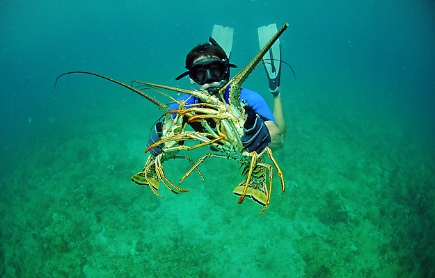 포토 JPG 해외이미지 바다 낚시 조개 고글 갑각류 한명 스노클링 가재 바닷가재 대서양 해외202004 해외202105 해외포토 동물 1 레저 어패류 사람 수상스포츠 파일형식