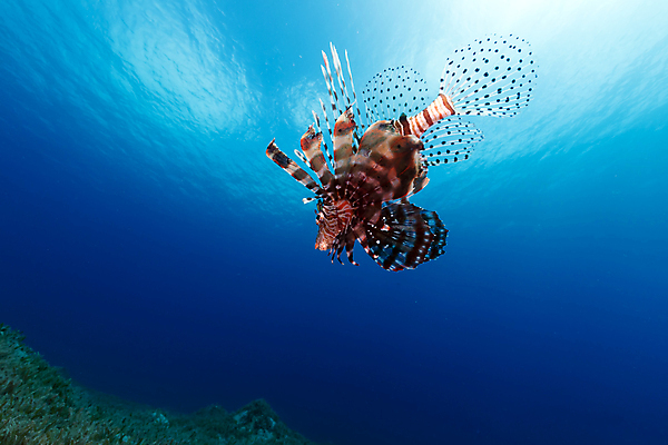 포토 JPG 해외이미지 한마리 바다 사람없음 바닷속 해외202004 해외202105 해외포토 1 수중 파일형식