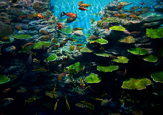 포토 JPG 해외이미지 바다 자연 어류 사람없음 햇빛 바닷속 산호 태평양 암초 해외202004 해외202105 해외포토 태양 수중 수중동물 자포동물 생태계 파일형식