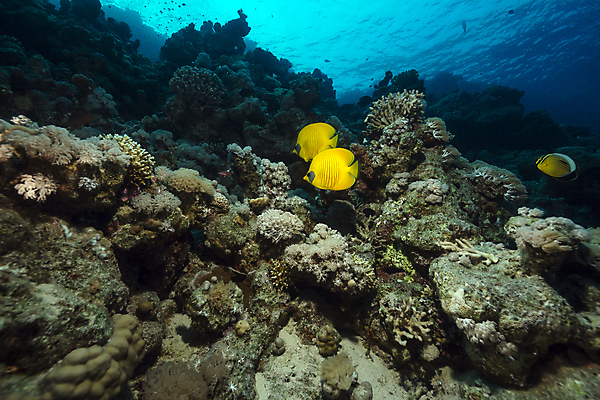 포토 JPG 해외이미지 바다 자연 어류 풍경 사람없음 바닷속 암초 해외202004 해외202105 해외포토 수중 수중동물 생태계 파일형식