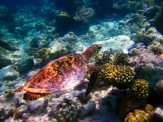 포토 JPG 해외이미지 한마리 바다 사람없음 바닷속 산호 바다거북 해외202004 해외202105 해외포토 1 수중 자포동물 거북이 파일형식