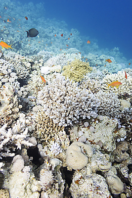 포토 JPG 해외이미지 바다 자연 어류 풍경 사람없음 바닷속 산호초 태평양 몰디브 카리브해 해외202004 해외202105 해외포토 아시아 수중 수중동물 수중식물 생태계 파일형식