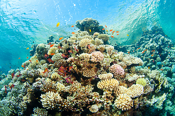 포토 JPG 해외이미지 바다 자연 어류 풍경 사람없음 햇빛 태양 바닷속 산호 해외202004 해외202105 해외포토 자연요소 수중 수중동물 자포동물 생태계 파일형식