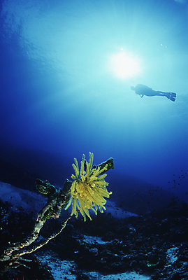 포토 JPG 해외이미지 한마리 실루엣 한명 야외 햇빛 열대기후 해외202004 해외202105 해외포토 1 촬영기법 사람 태양 파일형식