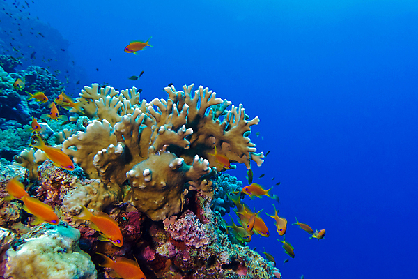 포토 JPG 해외이미지 자연 어류 풍경 사람없음 바닷속 산호 해외202004 해외202105 해외포토 수중 수중동물 자포동물 생태계 파일형식