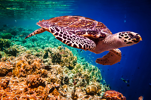 포토 JPG 해외이미지 바다 자연 사람없음 환경 바닷속 산호 암초 몰디브 바다거북 해외202004 해외202105 해외포토 아시아 수중 자포동물 거북이 생태계 파일형식