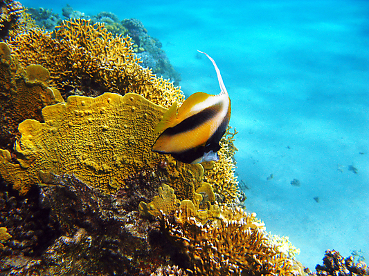 포토 JPG 해외이미지 바다 자연 풍경 사람없음 햇빛 바닷속 산호 해외202004 해외202105 해외포토 태양 수중 자포동물 생태계 파일형식