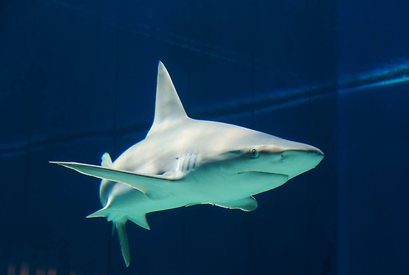 포토 JPG 해외이미지 바다 자연 어류 사람없음 야외 빛 바닷속 무서움 상어 해외202004 해외202105 해외포토 감정 수중 수중동물 생태계 파일형식