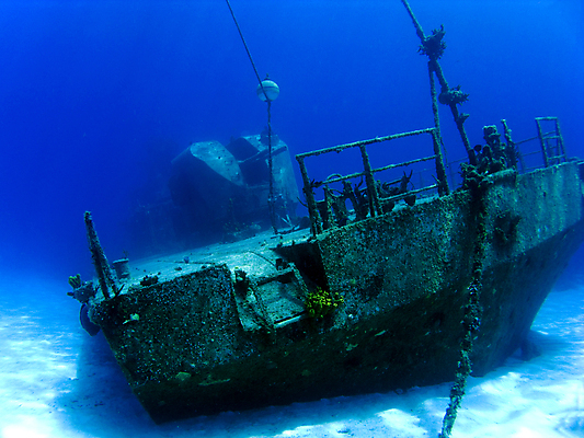 포토 JPG 해외이미지 바다 섬 어류 사람없음 부채 산호 암초 조난 총포 해외202004 해외202105 해외포토 수중동물 자포동물 파일형식