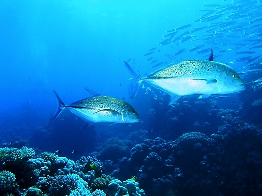 포토 JPG 해외이미지 자연 어류 사람없음 바닷속 산호 암초 해외202004 해외202105 해외포토 수중 수중동물 자포동물 생태계 파일형식