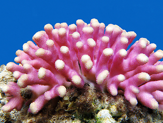 포토 JPG 해외이미지 바다 근접촬영 사람없음 바닷속 산호 해외202004 해외202105 해외포토 뷰포인트 수중 자포동물 파일형식