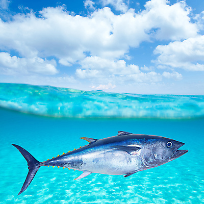 포토 JPG 해외이미지 자연 건강 사람없음 바닷속 참치 해산물 해외202004 해외202105 해외포토 어류 수중 생태계 파일형식