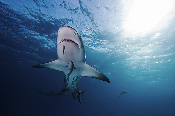 포토 JPG 해외이미지 새끼 바다 로우앵글 여러마리 어류 사람없음 바닷속 백상어 해외202004 해외202105 해외포토 동물 뷰포인트 다수 수중 수중동물 파일형식