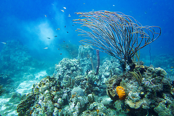 포토 JPG 해외이미지 바다 여러마리 어류 사람없음 바닷속 산호 물고기떼 해외202004 해외202105 해외포토 다수 수중 수중동물 자포동물 파일형식