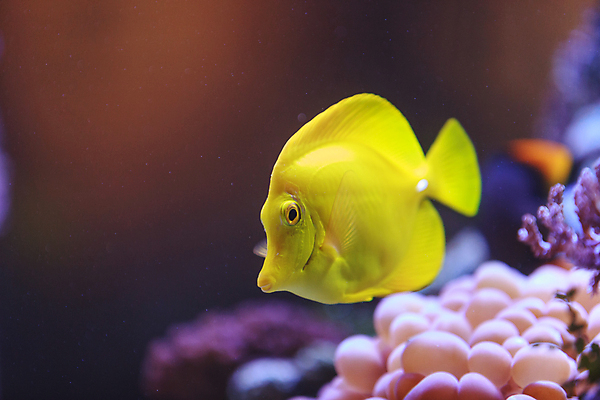 포토 JPG 해외이미지 바다 자연 어류 사람없음 아웃포커스 바닷속 산호 옐로우탱 해외202004 해외202105 해외포토 촬영기법 수중 수중동물 자포동물 생태계 파일형식