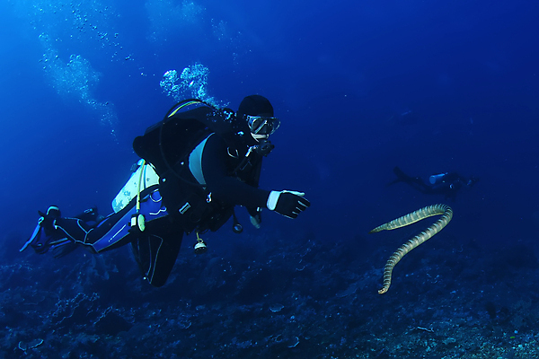 포토 JPG 해외이미지 손 호수 바다 여행 파충류 한명 뱀 장어 해외202004 해외202105 해외포토 동물 1 어류 사람 신체부위 파일형식